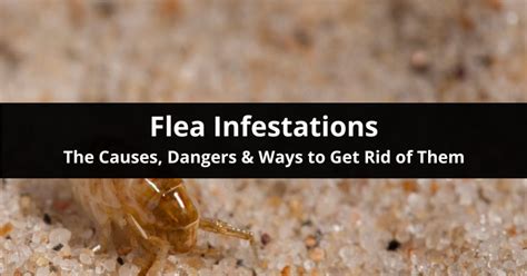 What To Do If You Have A Flea Infestation In Your House