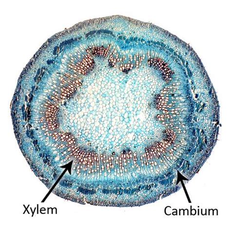 Cell Types, Cambium