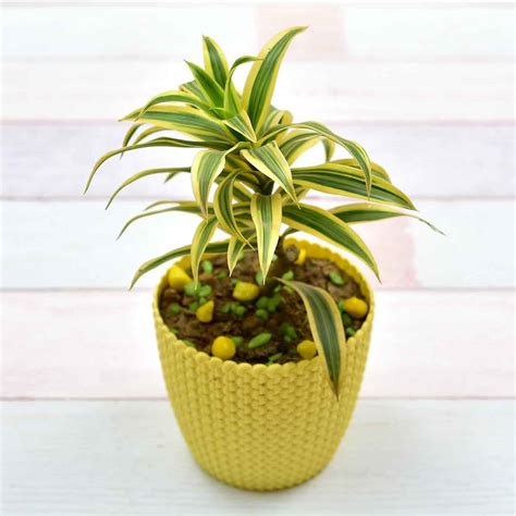 Song Of India Plant | Plants, Plant gifts, Buy plants online