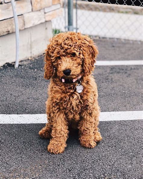 Miniature Goldendoodle Full Grown • Miniature Goldendoodle Red ...