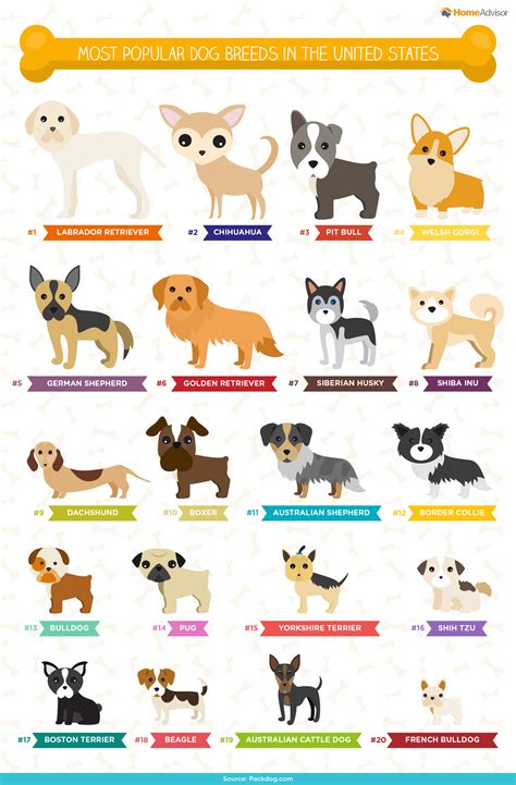 The Ultimate List of Popular Dog Names & Breeds - Infographic by ...