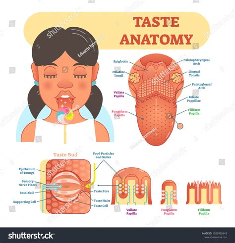 Taste anatomy vector illustration diagram, educational medical scheme ...