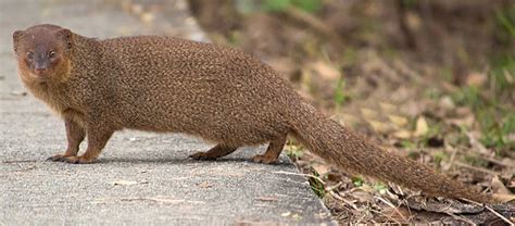 The Asian Mongoose | Critter Science