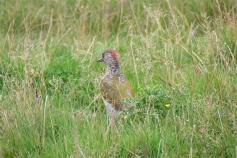 9th September 2020 – Severn Estuary – Martin's Bird Blog & Nature Photos