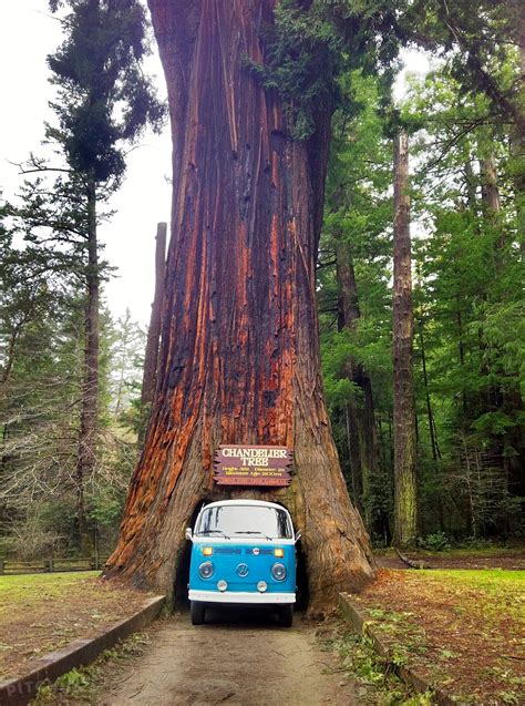 Giant Redwoods RV Park and Camp, Myers Flat - Pitchup®