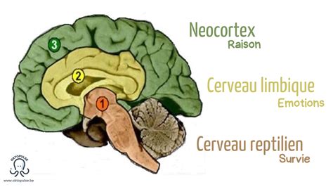 Le cerveau des émotions - Oktopulse