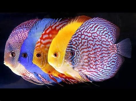 16 Varieties of Discus Fish - YouTube