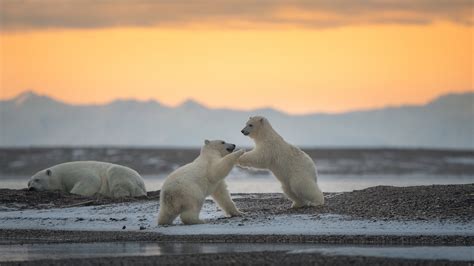 Bing HD Wallpaper Feb 27, 2024: Polar bear cubs - Bing Wallpaper Gallery