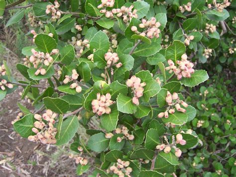 Photo - Lemonade Berry (Rhus integrifolia) | Berry plants, Landscaping ...