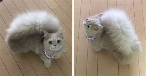 This Cat Has A Majestic Fluffy Tail Just Like A Squirrel - Flipboard