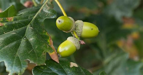 Oaks are amongst the easiest trees to grow from seed. This guide gives ...