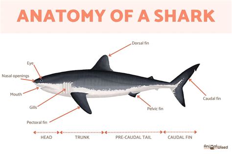 Anatomy of a Shark - Shark Body Parts With Diagrams