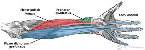 Flexor Digitorum Profundus