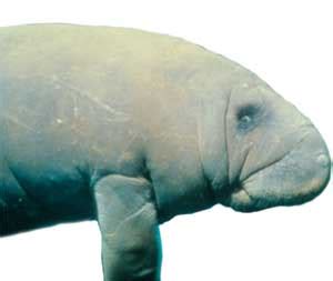 Extracts - Manatee Eyes Could Be Window To Their Health