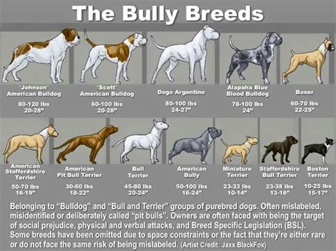 Pin by Melissa Wilson on Odds and Ends | Bully breeds dogs, Pitbull ...