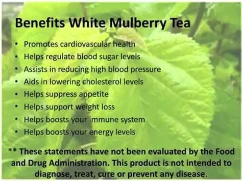 Mulberry Leaf Tea Benefits - ZacheryaddEllison