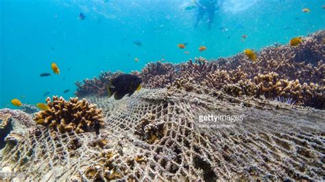 Stock Photo : coral reef destroyed by fishing net | Ocean life, Shark ...