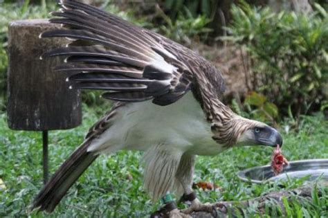 Philippine Eagle Facts | Philippine Eagle Diet, Habitat, Behavior