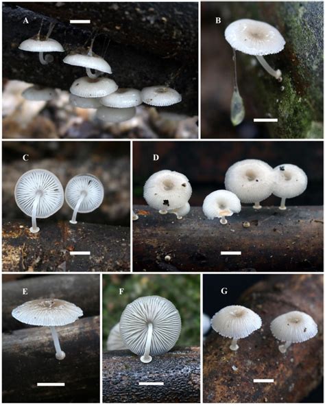 New record of luminescent Mycena chlorophos (Mycenaceae) from Western ...