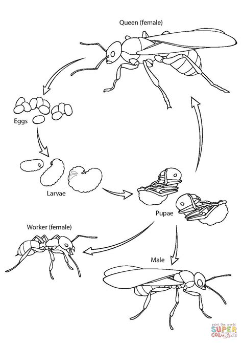 Ant Life Cycle coloring page | Free Printable Coloring Pages | Life ...