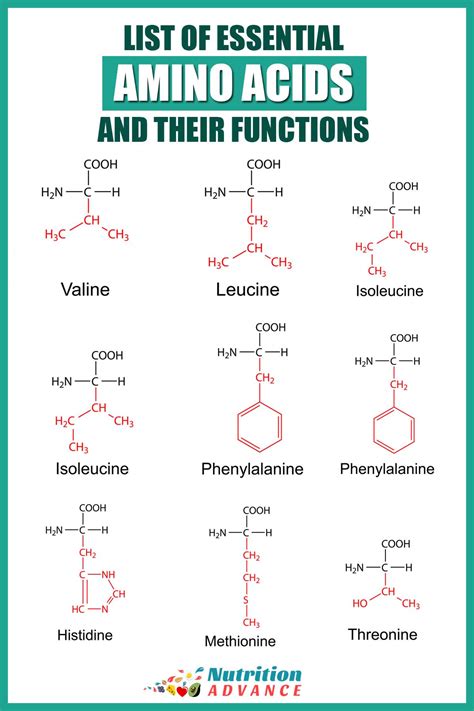 Essential Amino Acids: Functions, Requirements, Food Sources