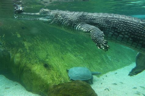 Ganges River Crocodiles