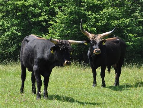 The Breeding-back Blog: Visiting Heck cattle at Wörth, Bavaria