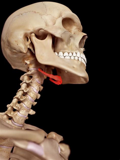 Anatomy Of Jaw And Neck