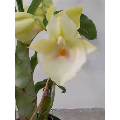 Catasetum Matured Size - Catasetum Pileatum Alba | Shopee Malaysia