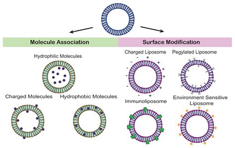 Membranes | Free Full-Text | Perspective on the Application of ...