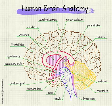 the anatomy of the human brain side view Stock Vector | Adobe Stock