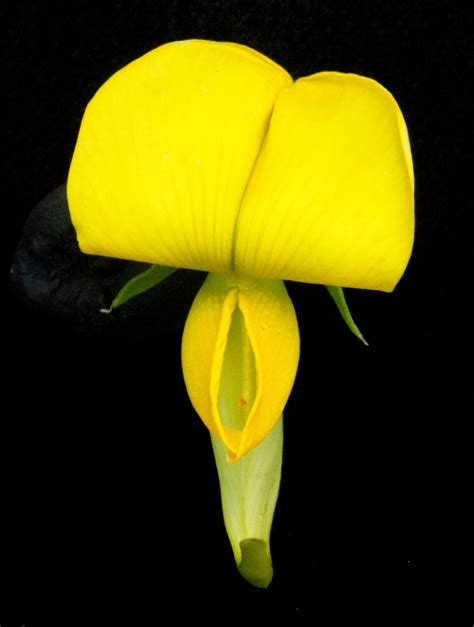 Crotalaria laburnifolia L. | Plants of the World Online | Kew Science