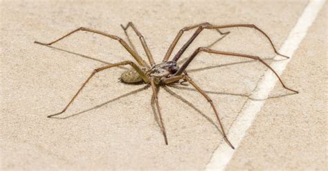 Types of Spiders in Pennsylvania, New Jersey and Delaware