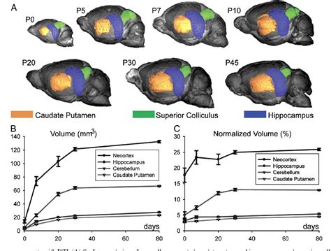 【名入れ無料】 ATLAS of PRENTAL RAT BRAIN DEVELOPMENT sapaengineer.com