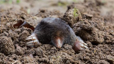 Moles: Habitat, habits and conservation | Live Science