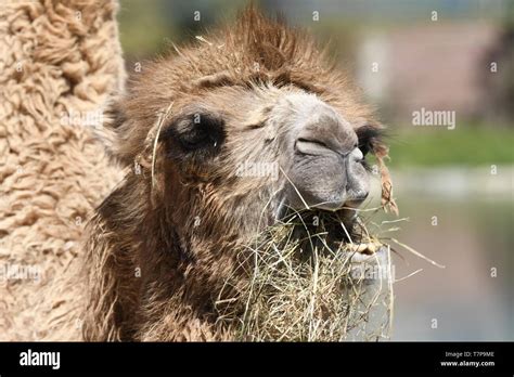 details of a desert camel Stock Photo - Alamy