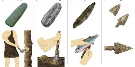 Tools and their uses: Early hominids to Homo sapiens