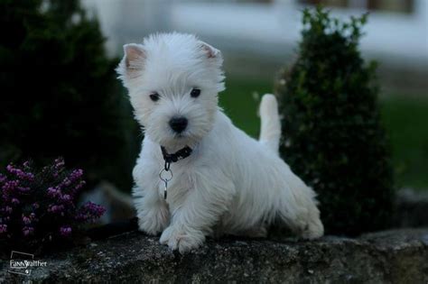 Cuteness! | Westie puppies, Westie dogs, Westies