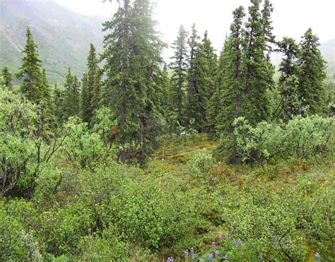 Fire, Topography, and Climate Drive Variation in Alaska's Boreal ...