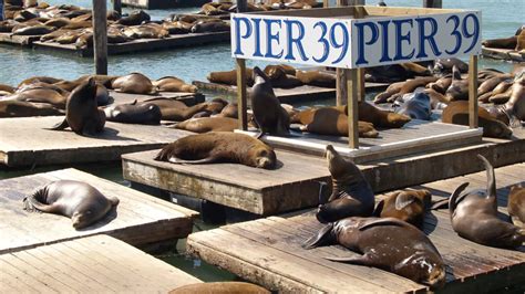 Things to Do in Fisherman's Wharf, San Francisco