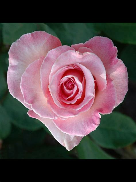 A classic symbol of grace and elegance, the pink rose is often is often ...