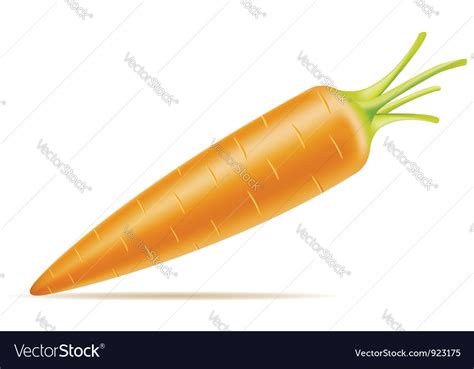 Carrot vector by kontur-vid - Image #923175 - VectorStock