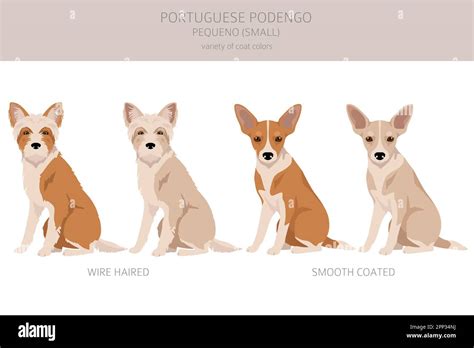 Portuguese Podengo Pequeno clipart. Different poses, coat colors set ...