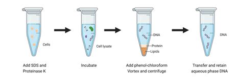 Overview of DNA Extraction Methods | AAT Bioquest