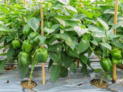 When To Plant Bell Peppers - Planting Guide 2024 - Northern Nester