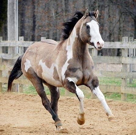 Sooty Buckskin Frame (and possibly Splash) Overo. | Horses, American ...