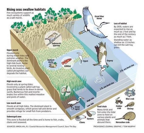 Image result for salt marsh diagram | Marsh, Salt marsh, Ecosystems