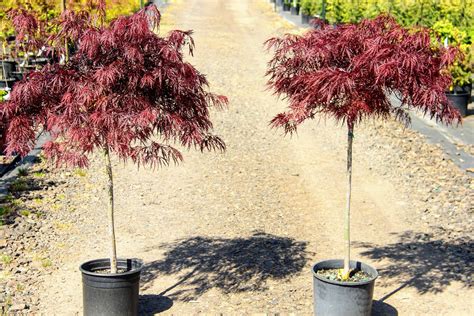 Acer palmatum 'Red Dragon' Japanese Maple | Conifer Kingdom