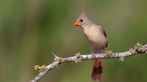 Identifying & Caring For A Baby Cardinal - SongbirdHub