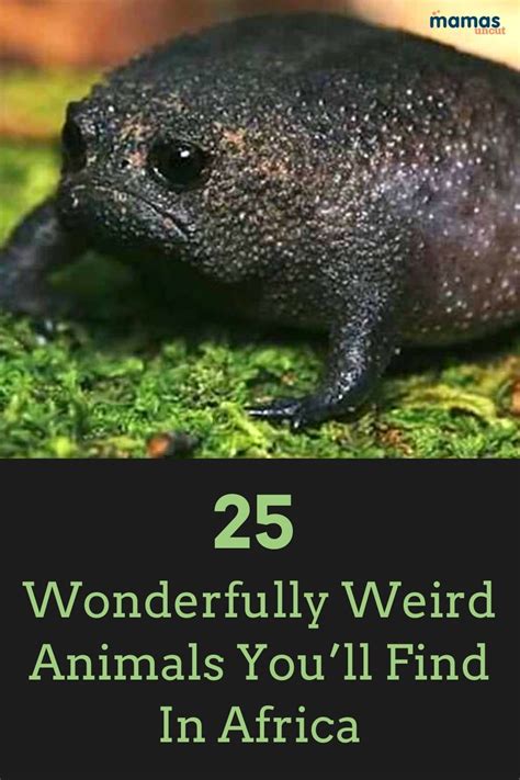 25 Wonderfully Weird African Animals You Won't See On Safari | Weird ...